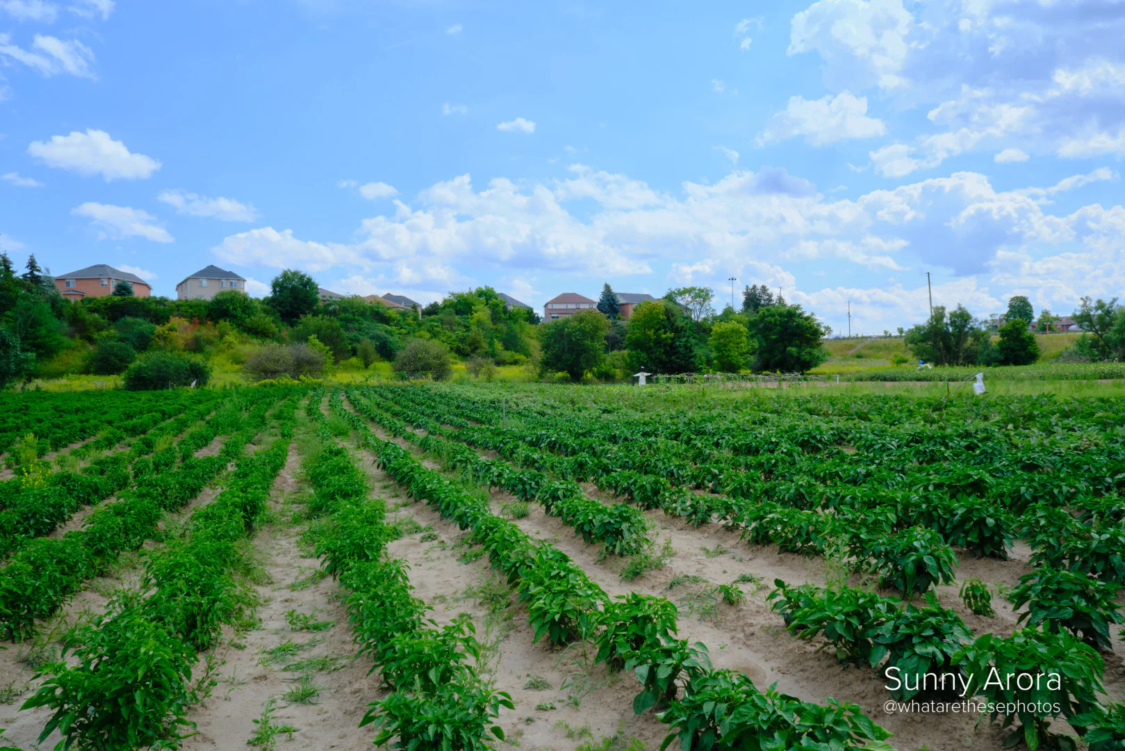 TAJ FARMS