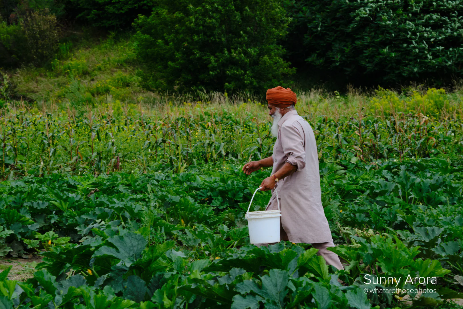 TAJ FARMS